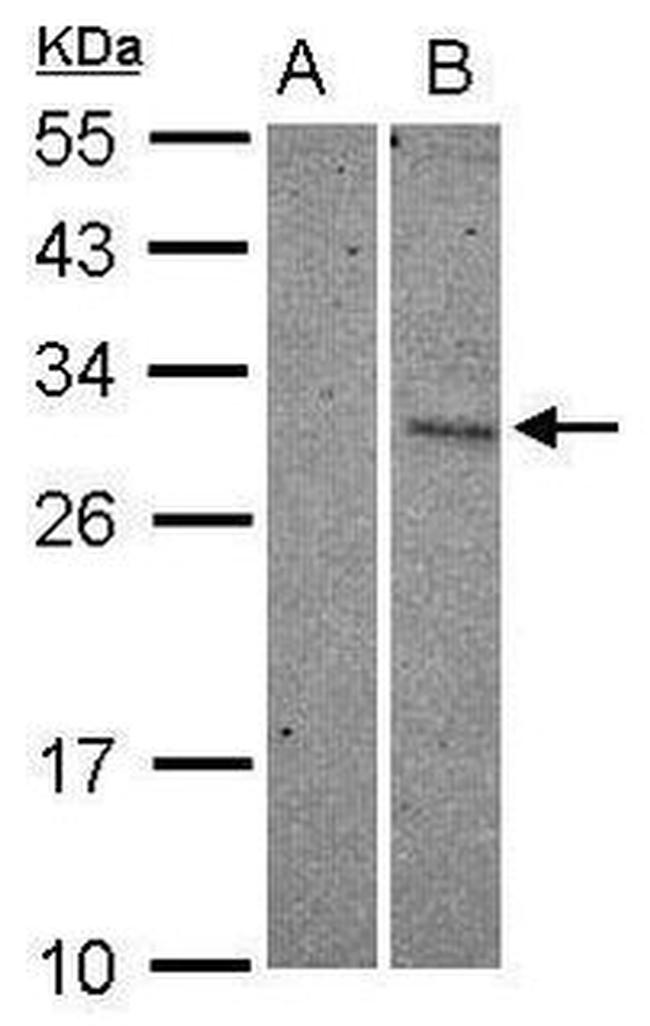 CHOP Antibody in Western Blot (WB)