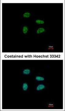 GAS41 Antibody in Immunocytochemistry (ICC/IF)