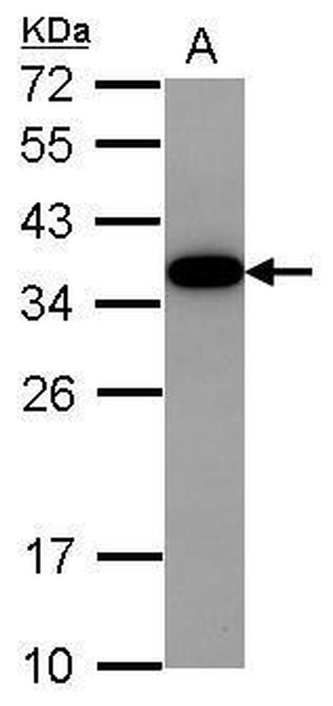 Akirin2 Antibody in Western Blot (WB)