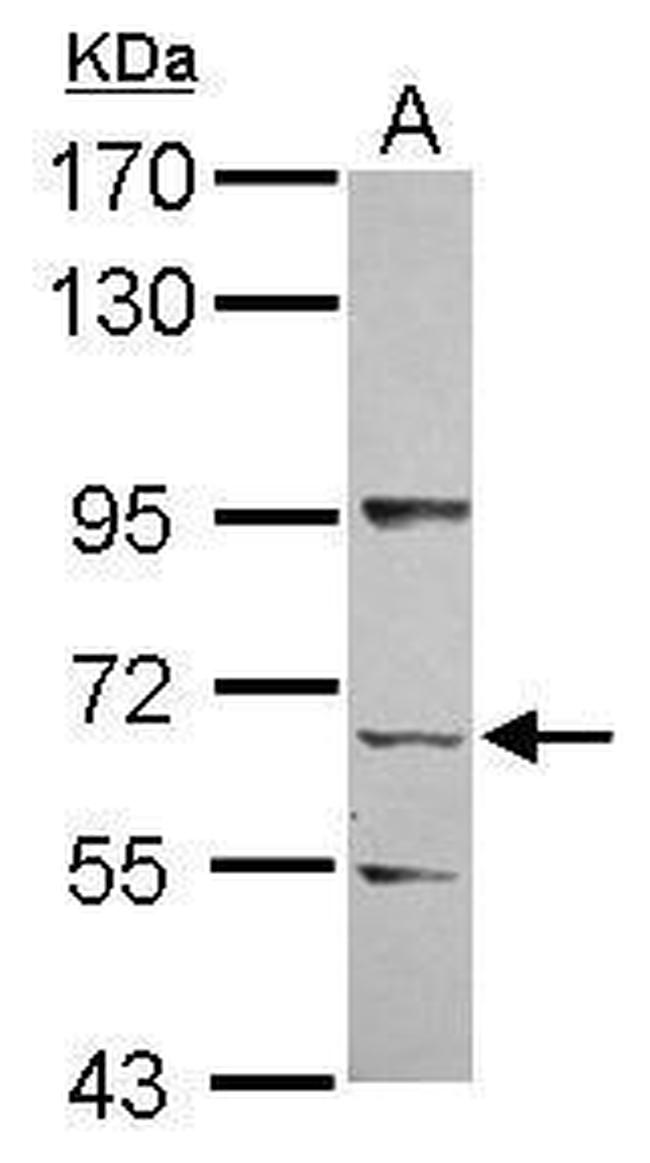 KLHL13 Antibody in Western Blot (WB)