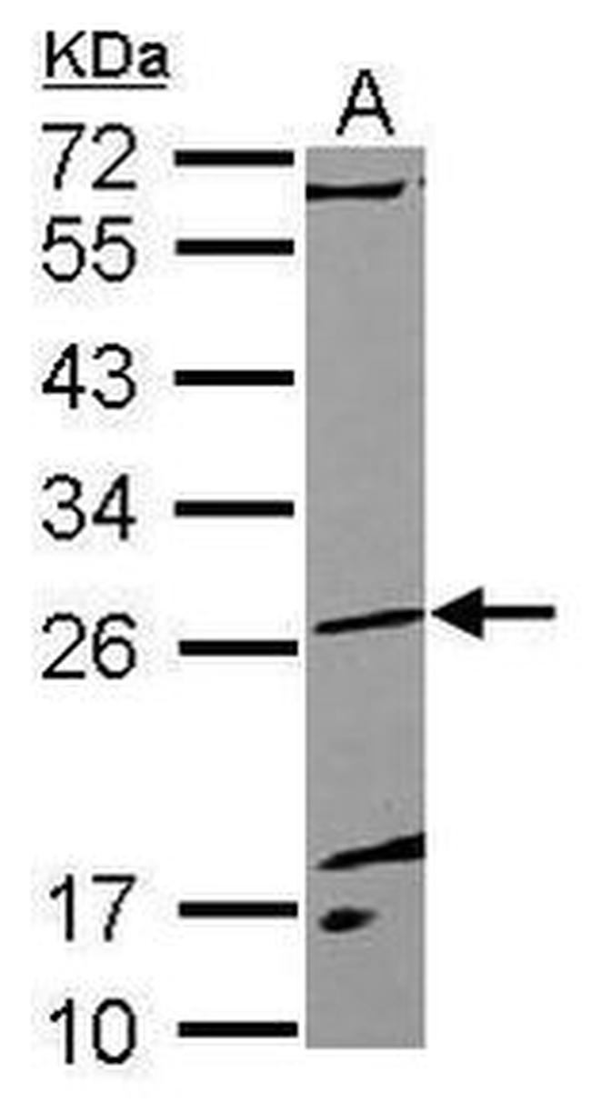 Cyclophilin C Antibody in Western Blot (WB)