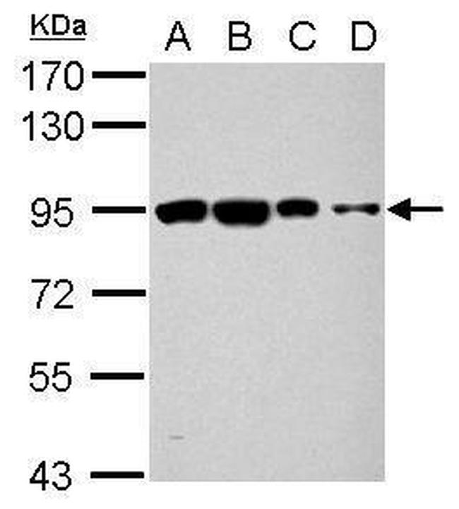 ORP9 Antibody in Western Blot (WB)