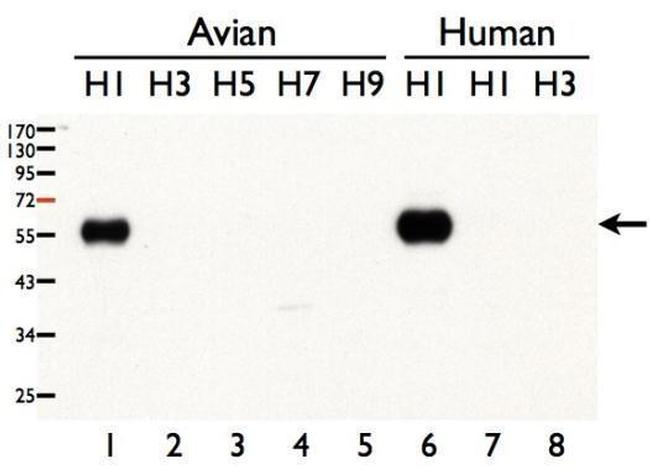 Influenza A H1N1 HA Antibody in Western Blot (WB)
