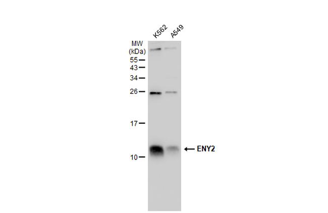 ENY2 Antibody in Western Blot (WB)