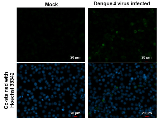 Dengue Virus Type 2 PrM Antibody in Immunocytochemistry (ICC/IF)