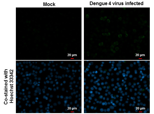 Dengue Virus Type 2 PrM Antibody in Immunocytochemistry (ICC/IF)