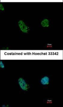 EHMT2 Antibody in Immunocytochemistry (ICC/IF)