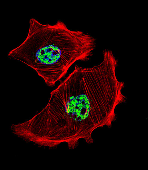 USF1 Antibody in Immunocytochemistry (ICC/IF)