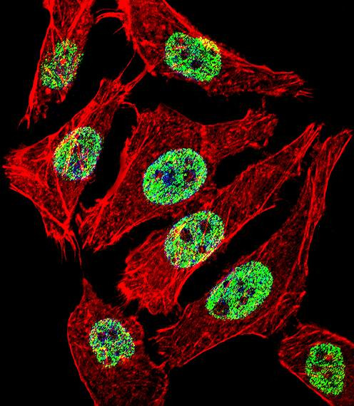 FOXA2 Antibody in Immunocytochemistry (ICC/IF)