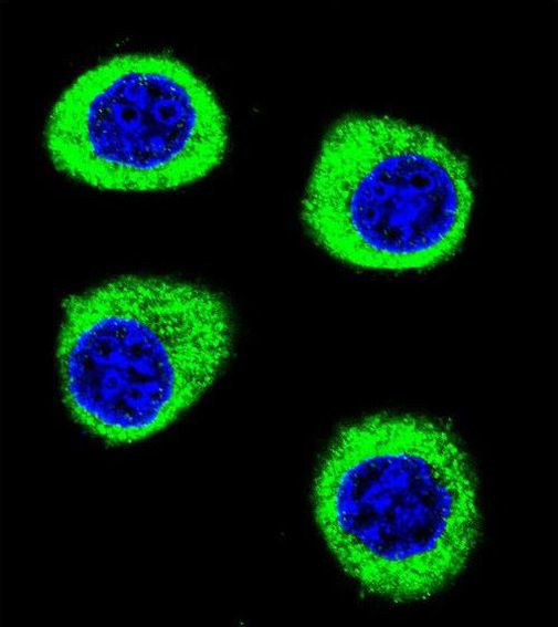 CPSF3L Antibody in Immunocytochemistry (ICC/IF)