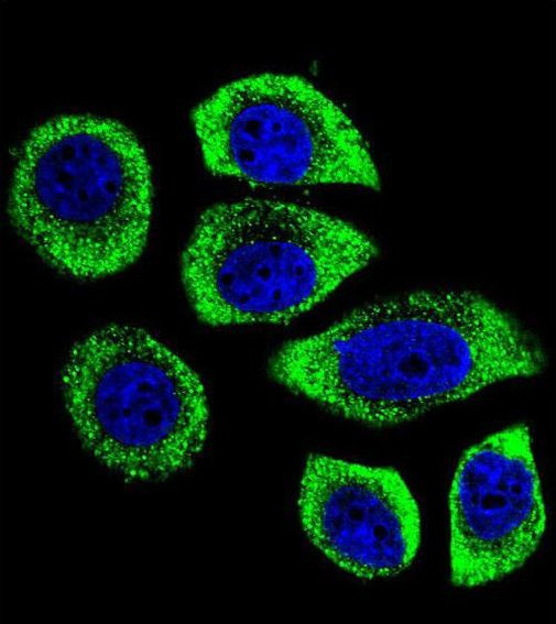 PIP5KL1 Antibody in Immunocytochemistry (ICC/IF)