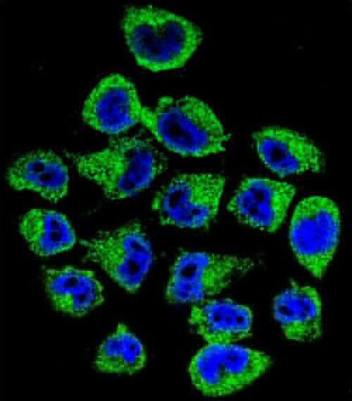 COPE Antibody in Immunocytochemistry (ICC/IF)