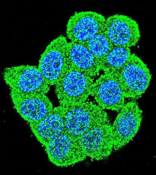 PM20D2 Antibody in Immunocytochemistry (ICC/IF)
