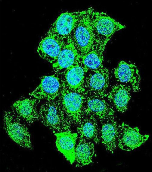 ZMYND17 Antibody in Immunocytochemistry (ICC/IF)