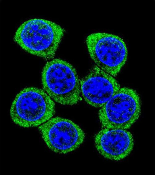 XKR4 Antibody in Immunocytochemistry (ICC/IF)