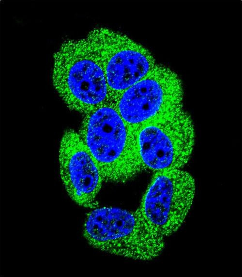 PCDH20 Antibody in Immunocytochemistry (ICC/IF)