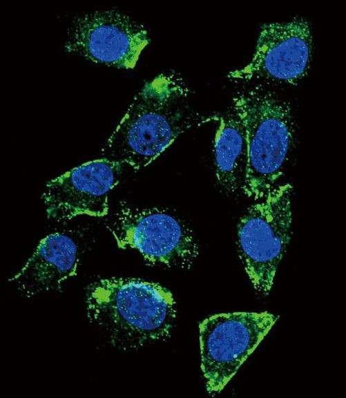 betacellulin Antibody in Immunocytochemistry (ICC/IF)