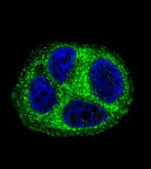 QTRTD1 Antibody in Immunocytochemistry (ICC/IF)