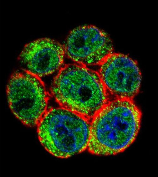 SSH3 Antibody in Immunocytochemistry (ICC/IF)
