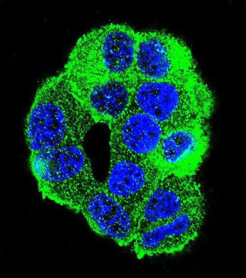 WDR27 Antibody in Immunocytochemistry (ICC/IF)