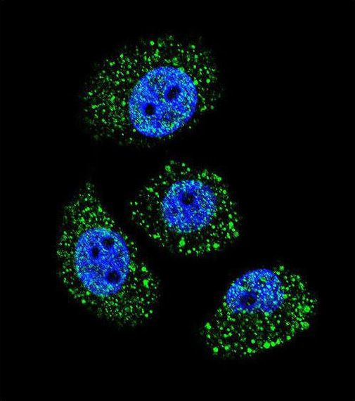 MYBPHL Antibody in Immunocytochemistry (ICC/IF)