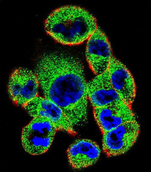 SOCS4 Antibody in Immunocytochemistry (ICC/IF)