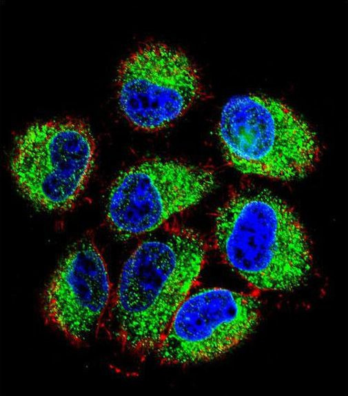 TBC1D13 Antibody in Immunocytochemistry (ICC/IF)