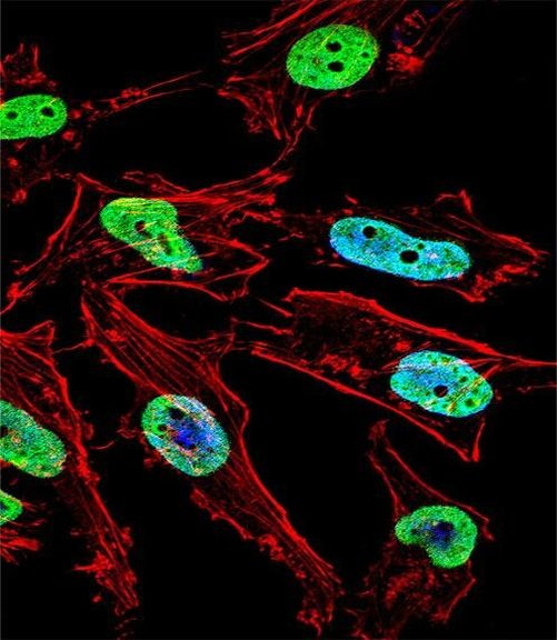 Nkx1.1 Antibody in Immunocytochemistry (ICC/IF)