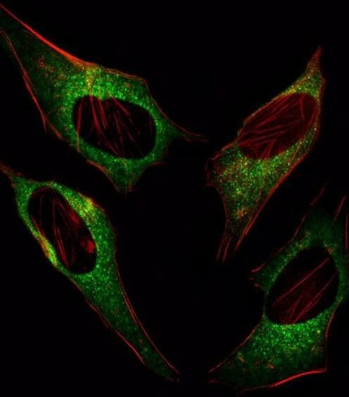 CHOP Antibody in Immunocytochemistry (ICC/IF)