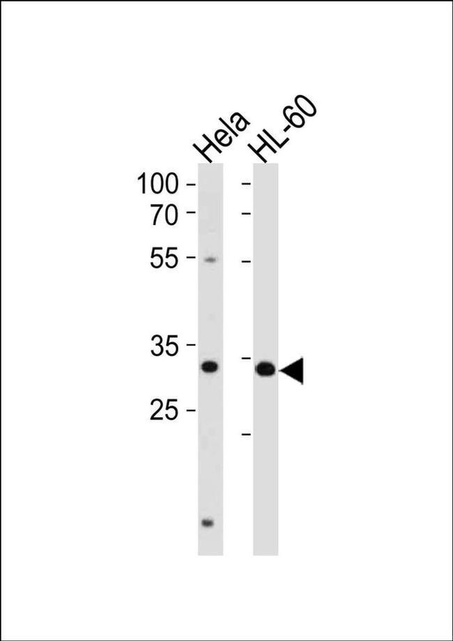 TFAP4 Antibody in Western Blot (WB)