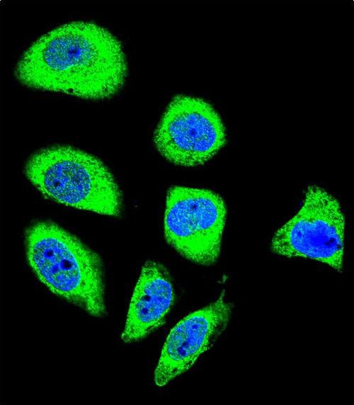 PCDHGA8 Antibody in Immunocytochemistry (ICC/IF)