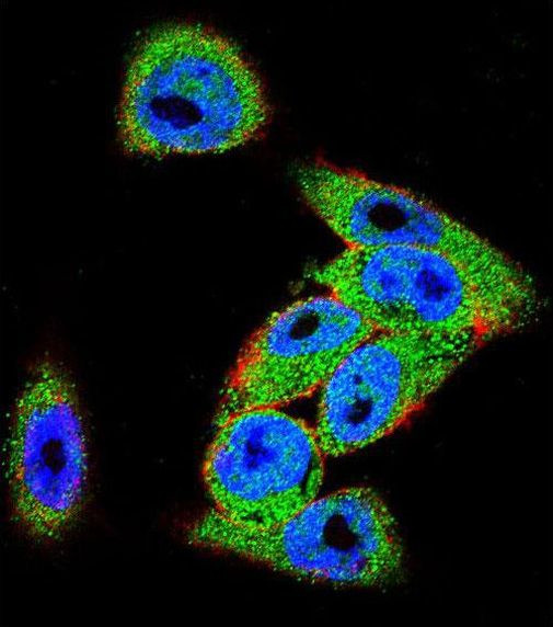 DVL3 Antibody in Immunocytochemistry (ICC/IF)