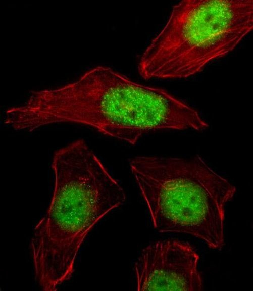 PURB Antibody in Immunocytochemistry (ICC/IF)