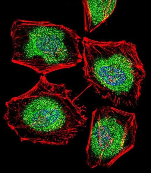 TBPL2 Antibody in Immunocytochemistry (ICC/IF)