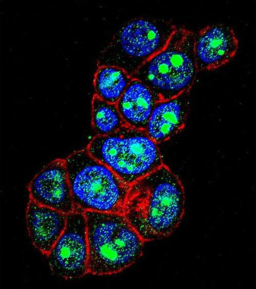 PYGO1 Antibody in Immunocytochemistry (ICC/IF)
