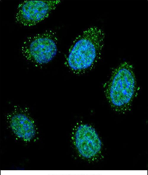 DTNA Antibody in Immunocytochemistry (ICC/IF)