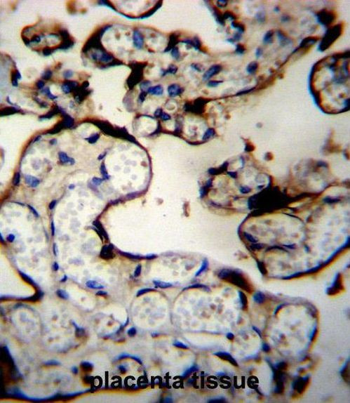 DNAJB11 Antibody in Immunohistochemistry (Paraffin) (IHC (P))