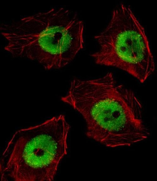 UBP1 Antibody in Immunocytochemistry (ICC/IF)