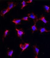 NANOS1 Antibody in Immunocytochemistry (ICC/IF)