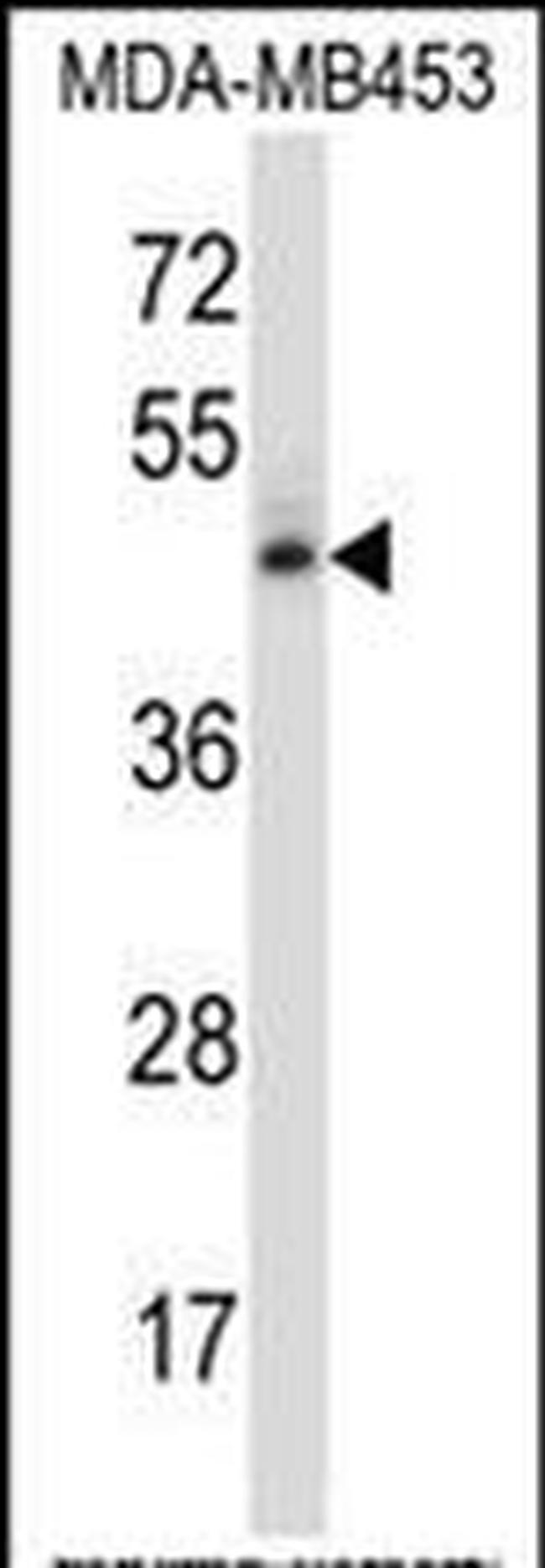 NR2F1 Antibody in Western Blot (WB)
