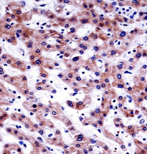 PRAS40 Antibody in Immunohistochemistry (Paraffin) (IHC (P))