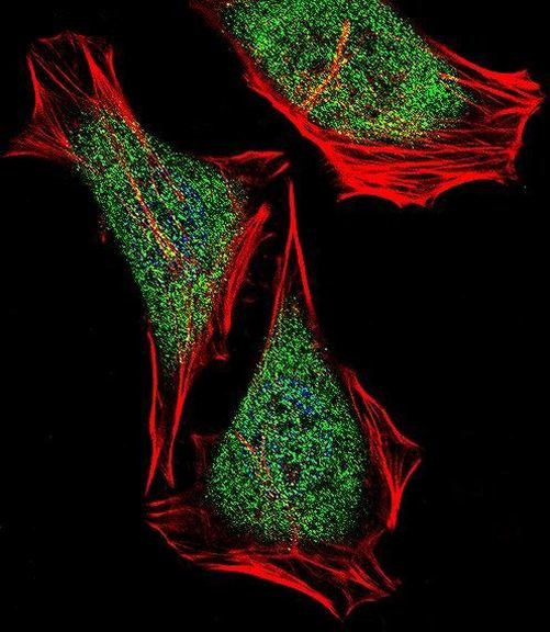 ECSIT Antibody in Immunocytochemistry (ICC/IF)
