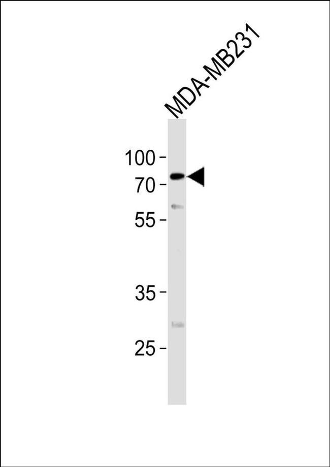 TRIM25 Antibody in Western Blot (WB)