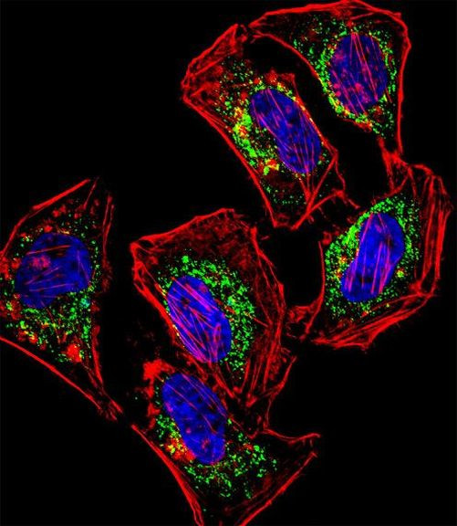 HEYL Antibody in Immunocytochemistry (ICC/IF)