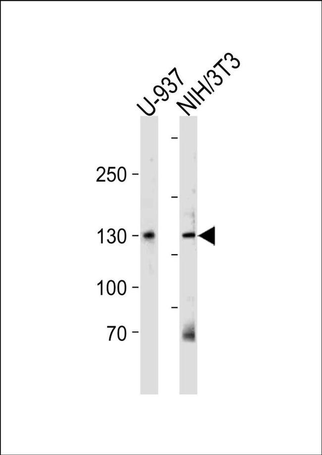 TRIM24 Antibody in Western Blot (WB)