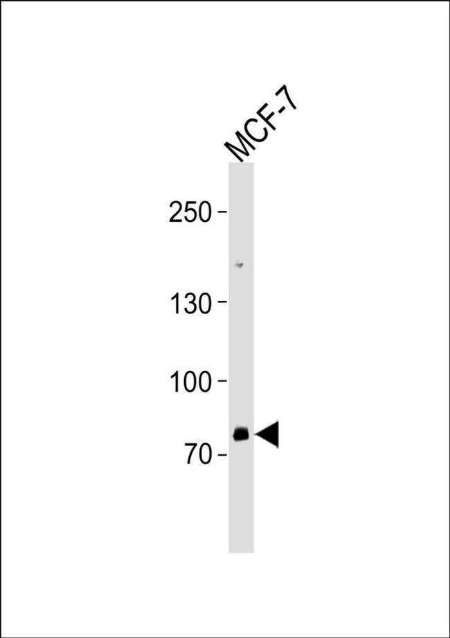 ZNF483 Antibody in Western Blot (WB)