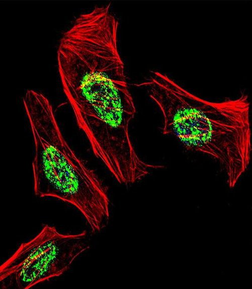 NR2C2 Antibody in Immunocytochemistry (ICC/IF)