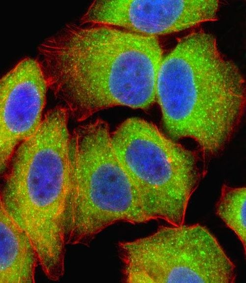 NFkB p65 Antibody in Immunocytochemistry (ICC/IF)
