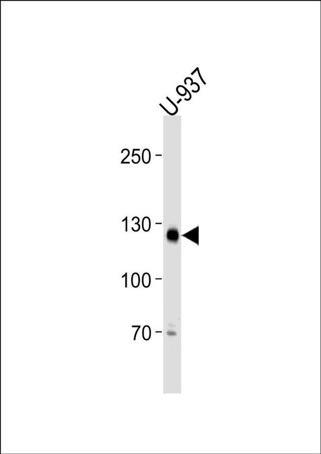 SGOL2 Antibody in Western Blot (WB)