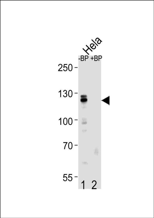 Cullin 4B Antibody in Western Blot (WB)